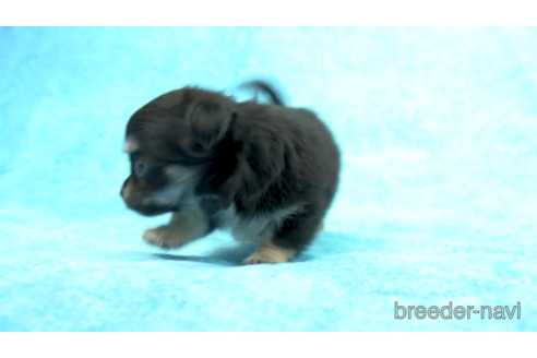 成約済の東京都のチワワ(ロングコート)-154174の2枚目